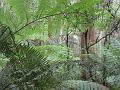 Tree Fern, Sassafras, Melbourne III